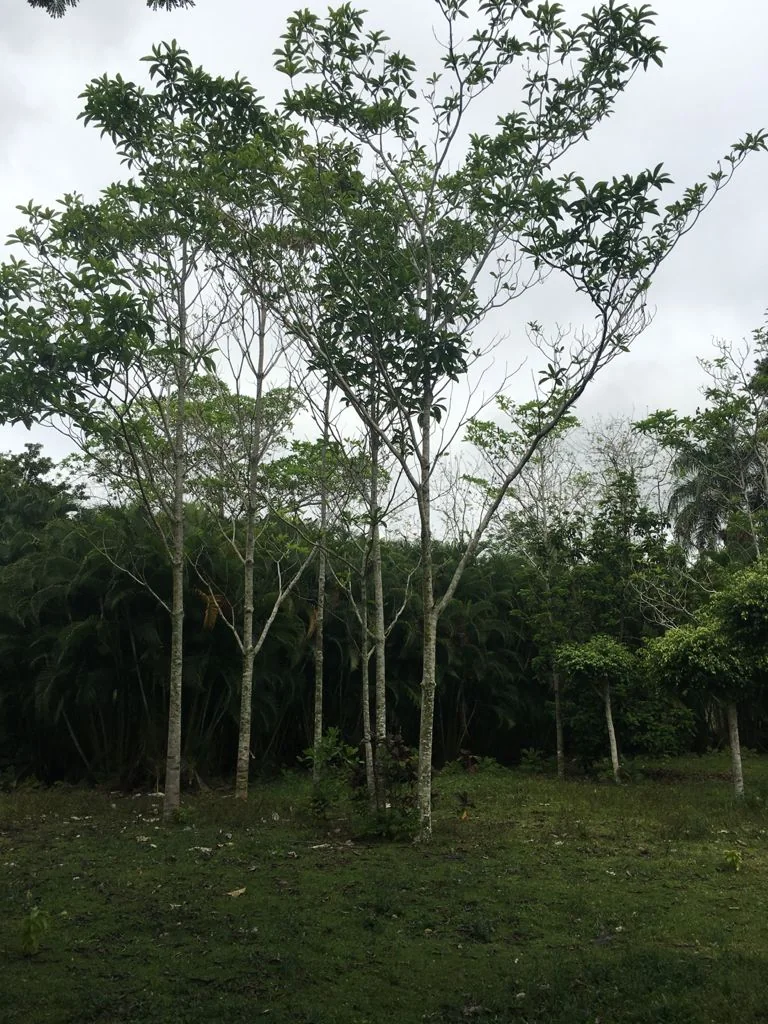 Casa campestre de 2 niveles con vista panorámica - foto 14
